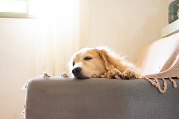 Cachorro da raça Golden Retriever deitado sozinho nem um sofá com manta olhando para o lado à espera de alguém.