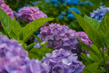 紫のアジサイとアジサイの葉