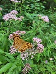 Schmetterling in den Bergen