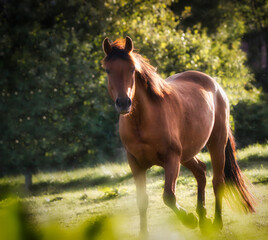 In der Mittagssonne auf der Weide