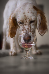 Hundeleckerli im Glas