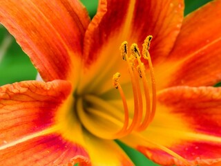 Closeup of an orange Lily pistil with details