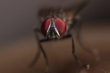 Macro shot of a housefly on a blurry background
