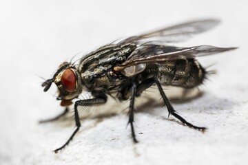 Macro shot of a housefly perched on a white surface