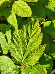 Fototapeta na wymiar Raspberry bush leaf