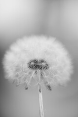 Vertical grayscale closeup shot of common dandelion blowball with detailed fluff in blur background