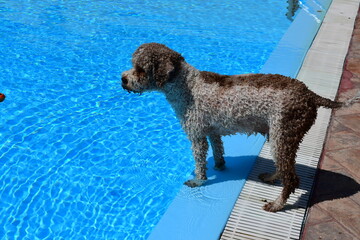A Lagotto Romagnolo dog at a pool