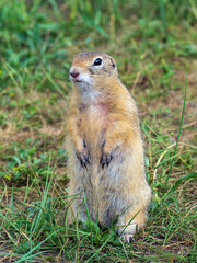 Gopher is standing on its hind legs on the grassy field