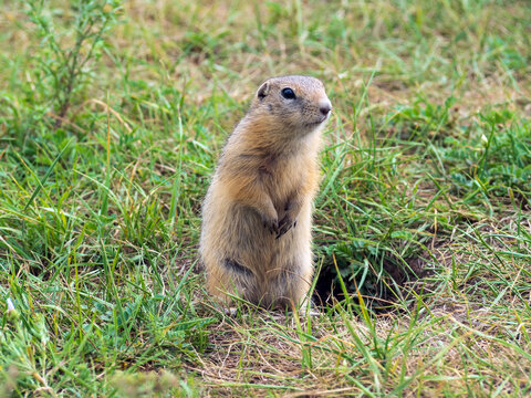 Portrait of the gopher protruding from its hole. Close-up