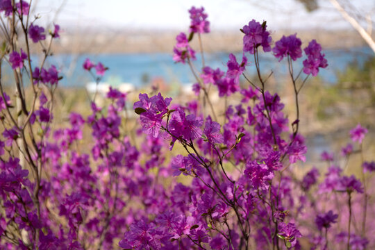 Purple labrador tea flowers on blur background. Pink wild rosmary defocused photo.