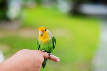 A lovebird perched on a finger, parrot