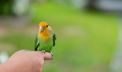 A lovebird perched on a finger, parrot