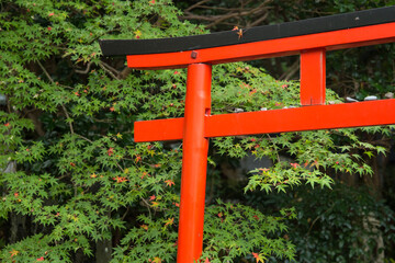 Red torii gate in front of green maple tree, Kyoto, Japan