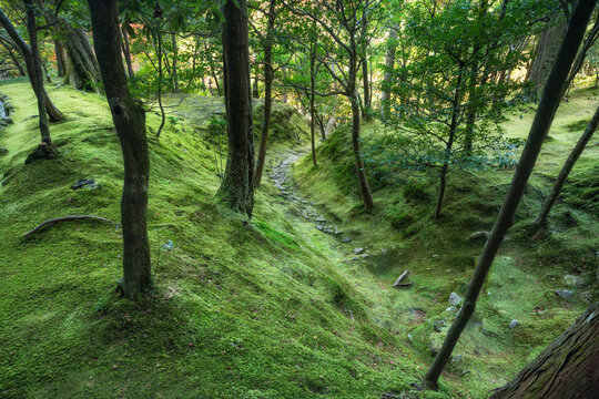 Green forest with ground covered by moss