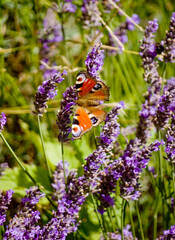 Close-up of lavender flowers and butterfly in summer.
