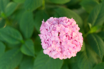 Close up light pink hortensia fresh flowers blur background.