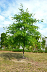 Mud oak is one of our domesticated woody plants. You will meet them most often in moist to...