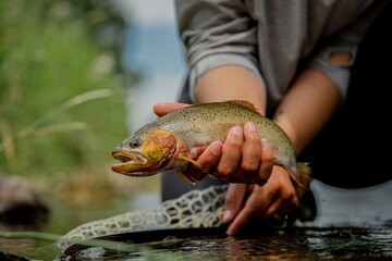 Closeup of human hands holding Westslope cutthroat trout above water