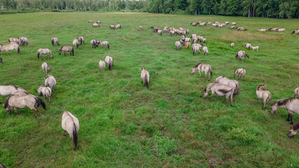 Aerial view of Tarpan horses in nature. Wild horses. Wildlife and nature background. Herd of wild horses Tarpan on the pasture.