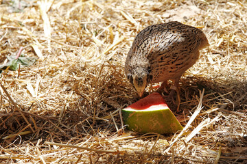 japanese legend quail refreshes itself on a watermelon during great heat