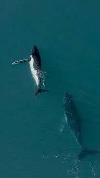 Vertical top view of orcas swimming in the ocean