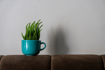 Mini green cactus in a blue cup isolated on white and brown background. Potted house plants, succulents, home decor. Copy space for text.