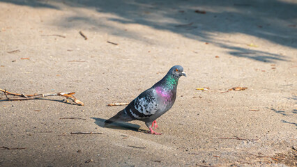 dove, bird of peace walks the earth in search of food, selective focus