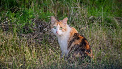 domestic, ginger cat sits in the grass, selective focus