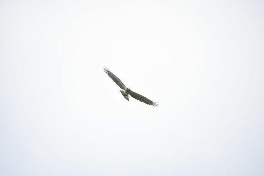Low angle shot of Short-toed snake eagle with open wings soaring in white sky