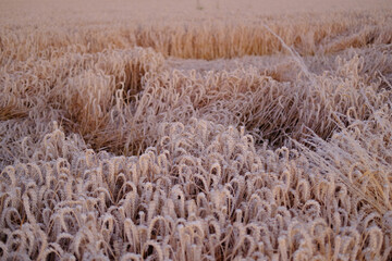 ripe ears of wheat on field, lodging of wheat crops in circles, concept of loss of farmer's crop, reduction in yield and grain quality of winter and spring wheat, stock exchange, grain trading