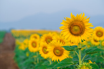Beautiful blooming sunflower field with golden sunset light and blurry mountain landscape background in Thailand