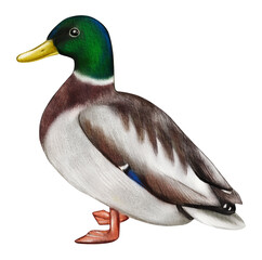 Obraz premium Duck watercolor illustration isolated on white background. European birds clipart