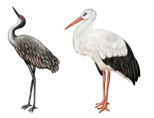 Crane and stork watercolor illustration isolated on white background. European birds clipart