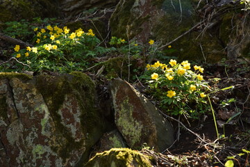 Mila hill, Czech Central Highlands, pheasant's eye and other vegetation