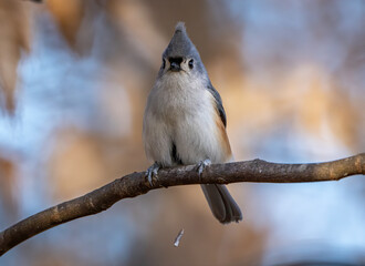 A pooping tufted titmouse perched in a tree 
