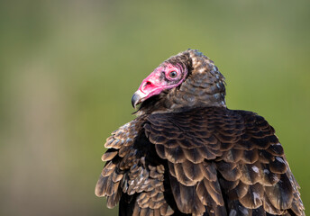 A close-up headshot of a turkey vulture 