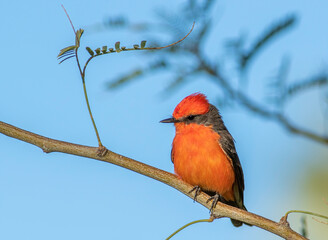 A male vermillion flycatcher perched on a tree branch 