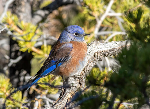 A Western Bluebird Perched On A Juniper Branch 