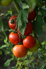 Beautiful red ripe tomatoes grown in a farm greenhouse. Ripe red organic tomato in greenhouse. Beautiful heirloom tomatoes