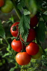 Beautiful red ripe tomatoes grown in a farm greenhouse. Ripe red organic tomato in greenhouse. Beautiful heirloom tomatoes