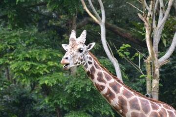 The giraffe, Giraffa camelopardalis, is an African artiodactyl mammal, the tallest living terrestrial animal and the largest ruminant. 