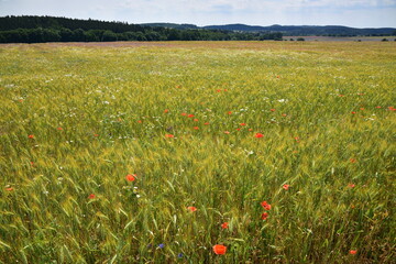 Summer blooming fields, flowers, field flowers
