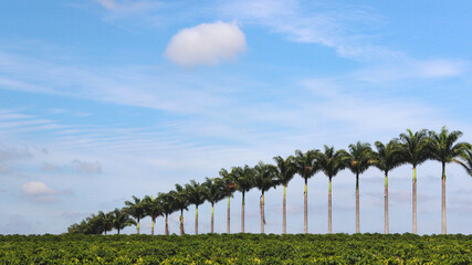 Fototapeta na wymiar palm trees in a row in the blue sky