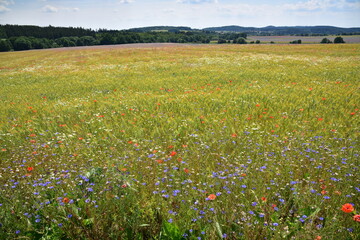 Summer blooming fields, flowers, field flowers