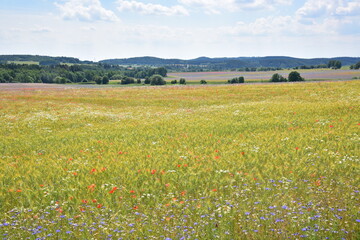 Summer blooming fields, flowers, field flowers