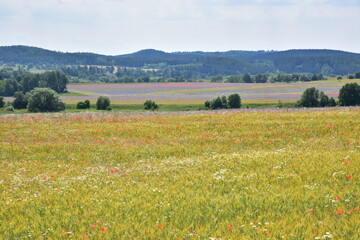 Summer blooming fields, flowers, field flowers