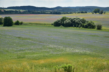 Summer blooming fields, flowers, field flowers