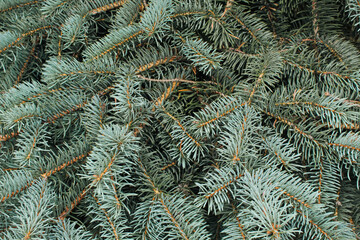 Naklejka na ściany i meble texture of branches of pines and fir trees