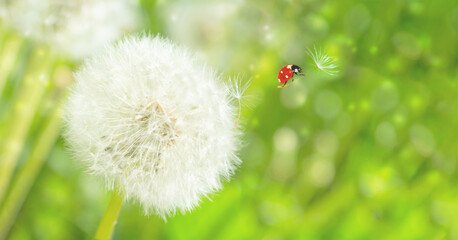 Dreamy dandelions blowball flowers, seeds fly in the wind and ladybug against sunlight. Macro soft focus. Delicate transparent airy elegant artistic image of spring. Nature greeting card background - 521226342