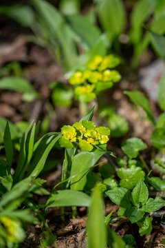 Vertical closeup shot of a shrubby hare's ear (Bupleurum fruticosum) in the garden